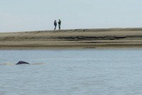 /album/fotogaleria/avistamiento-delfines-jpg/